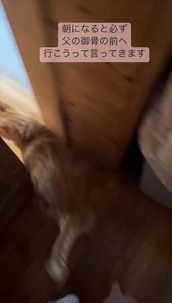 すり抜ける猫ちゃん