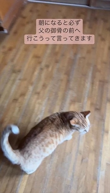 先導する猫ちゃん