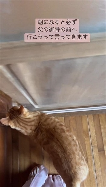 扉を開ける猫ちゃん
