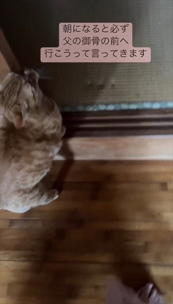 毎朝、御骨の前に行こうという猫ちゃん