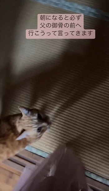 ご挨拶した猫