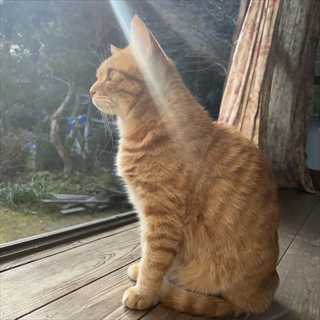 凛々しい猫