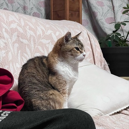 夢中の猫ちゃん