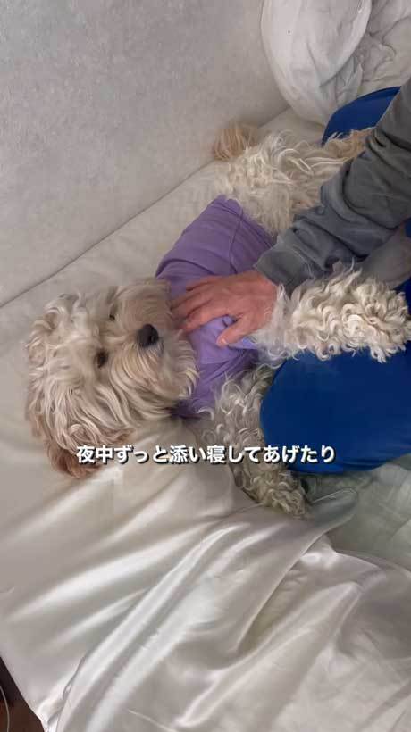 心配する犬