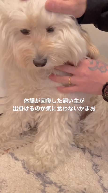 パパが出かけるときのワンコのリアクション