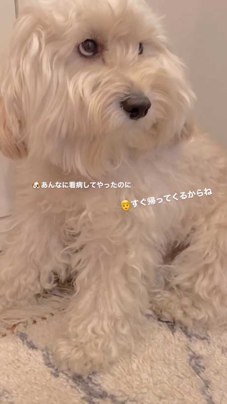 寂しそうなワンコ