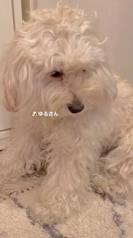 大好きなワンコ