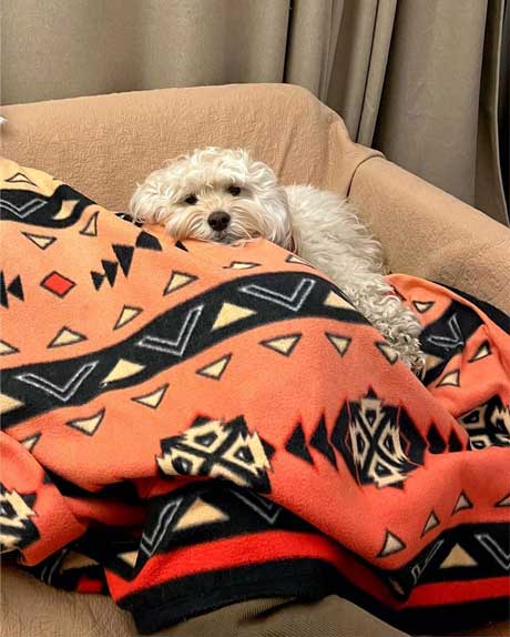 寄り添うワンコ