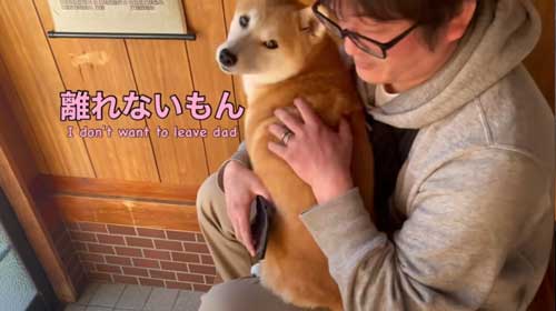パパから離れない柴犬