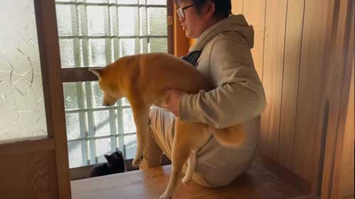 パパから離れない柴犬