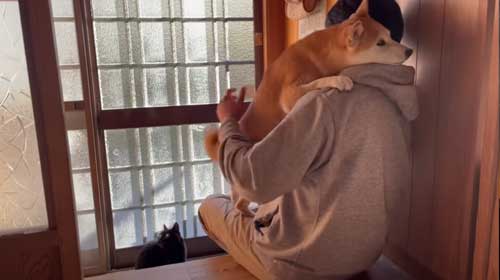 パパから離れない柴犬