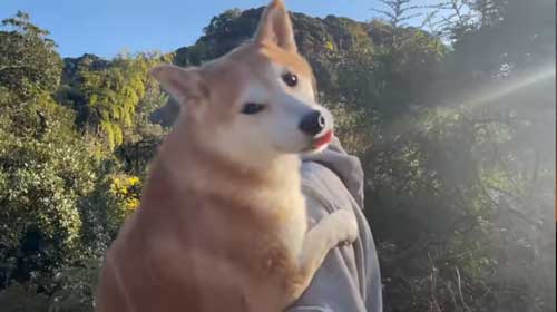パパから離れない柴犬