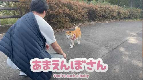 パパから離れない柴犬