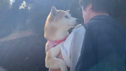 パパから離れない柴犬