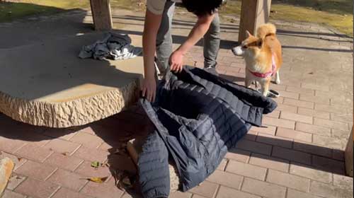 パパから離れない柴犬