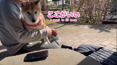 パパから離れない柴犬