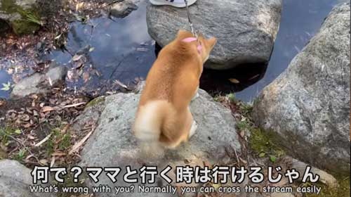パパから離れない柴犬
