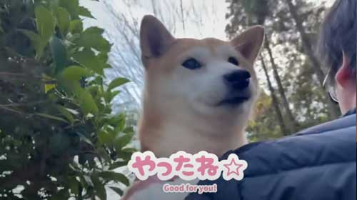 パパから離れない柴犬