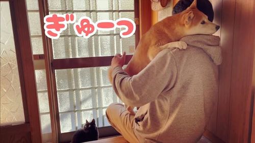 パパから離れない柴犬