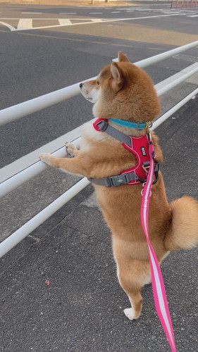 柴犬ガードレール