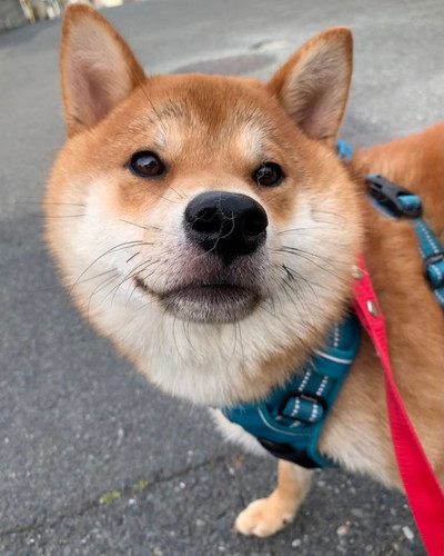 まる太くん