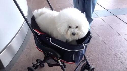 人見知りする犬