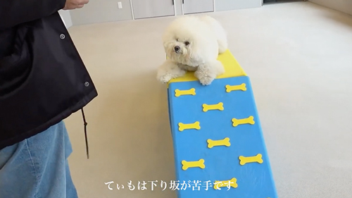 おりれないワンコ