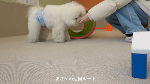 迂回するワンコ