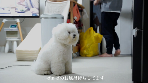 ばぁばのお風呂を待つ犬