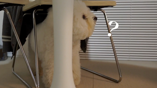 ばぁばを探す犬