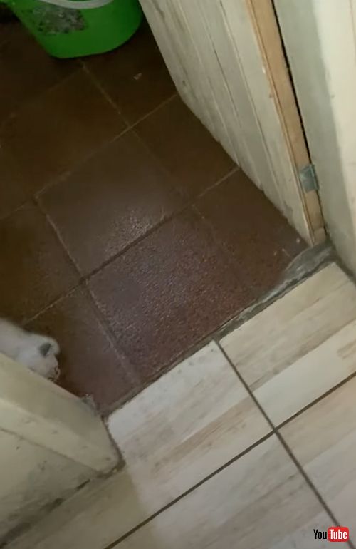 飼い主を驚かす子猫