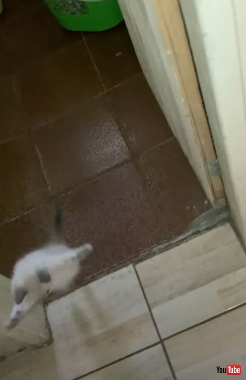 飼い主を驚かす子猫