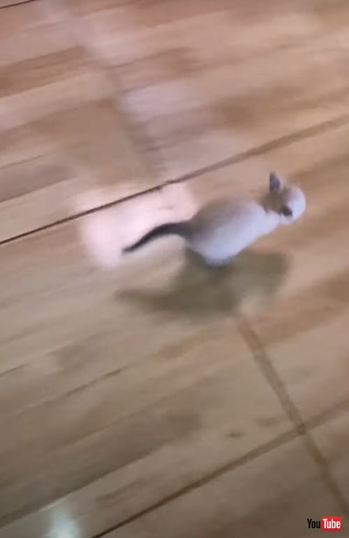 飼い主を驚かす子猫