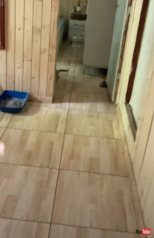 飼い主を驚かす子猫