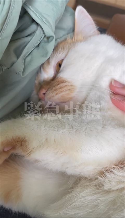虚無顔猫と飼い主の指2本