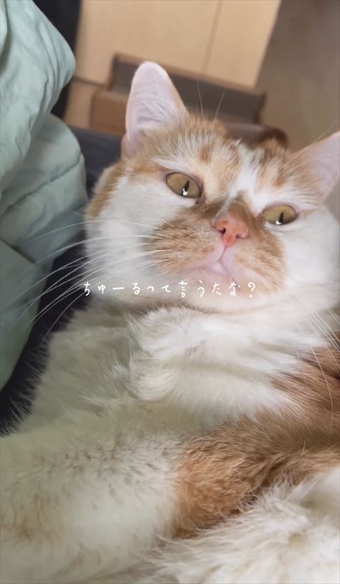 ちゅーるって言うたなテロップ