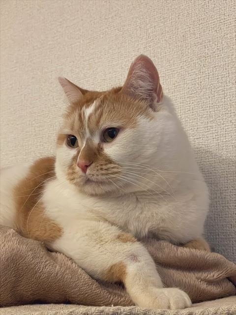 猫の横顔