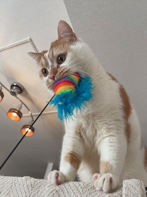 おもちゃくわえてる猫