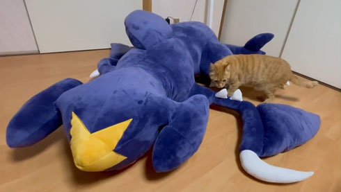 大きなガブリアスクッション【2次販売】 | ポケットモンスター