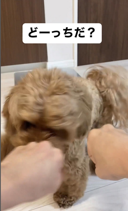 ブレ気味チャイちゃん