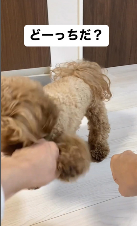 左前足で攻撃チャイちゃん