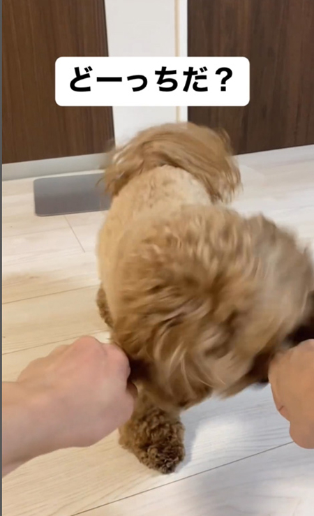 右手を攻撃チャイちゃん