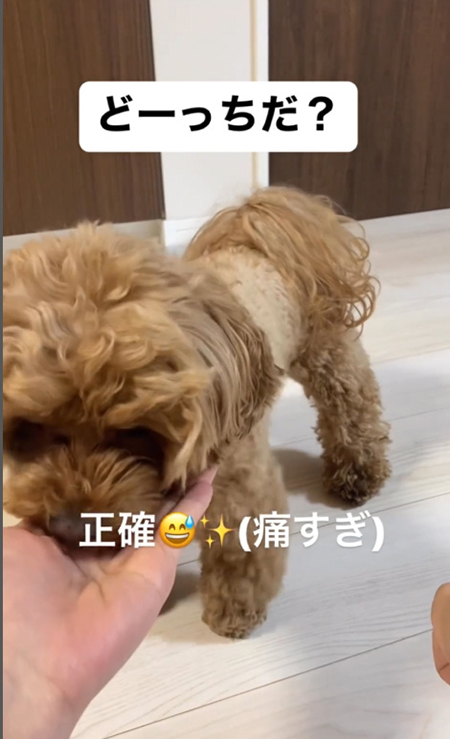 おやつ食べるチャイちゃん