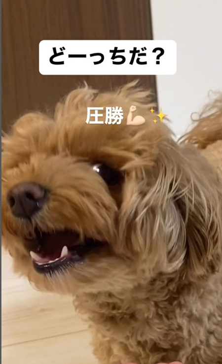 ドヤ顔チャイちゃん