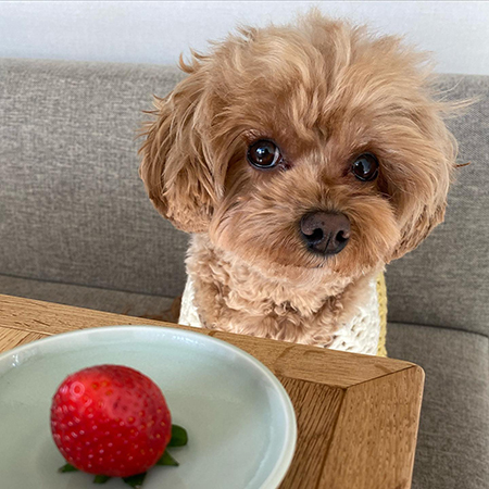 いちごとチャイちゃん