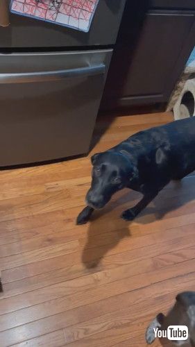 「How To Store Your Dog || ViralHog」