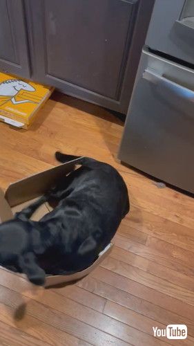 「How To Store Your Dog || ViralHog」