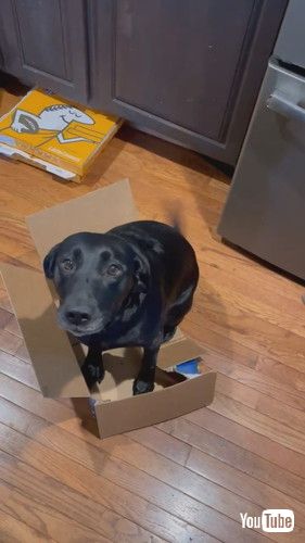 「How To Store Your Dog || ViralHog」