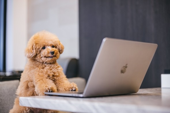 オンライン授業ならではのかわいい光景とは？