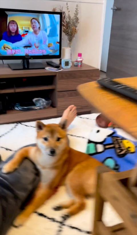 ぶれてるワンコ